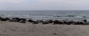 360° Panorama des Nordstrandes der Helgoländer Düne